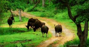 The Anaimudi Sholai National Park