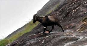 Eravikulam National Park & Rajamala